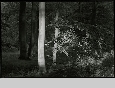Martin Trippen