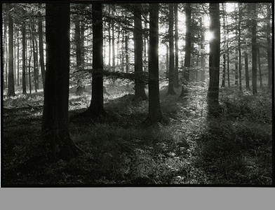 Martin Trippen