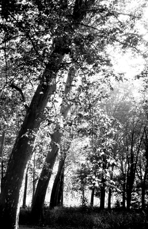 Sceaux park